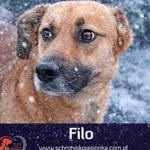 Pies do adopcji, Dębniak, 20 listopada 2025