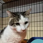 Znaleziono kota, Gdynia, 6 listopada 2025