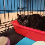 Znaleziono kota, Gdynia, 6 listopada 2025