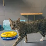 Kot do adopcji, Sopot, 19 listopada 2025