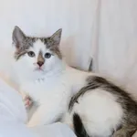 Kot do adopcji, Piła, 4 listopada 2025