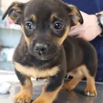 Znaleziono psa, Łódź, 20 listopada 2025