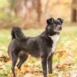 Pies do adopcji, Nowodwór, 20 listopada 2025