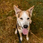 Pies do adopcji, Sosnowice, 12 kwietnia 2025