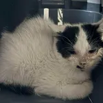 Znaleziono kota, Lublin, 19 listopada 2025