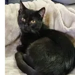 Znaleziono kota, Wrocław, 7 lipca 2025