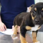 Znaleziono psa, Łódź, 20 listopada 2025