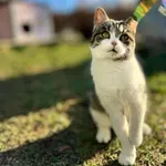 Kot do adopcji, Piła, 31 lipca 2025