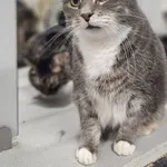 Kot do adopcji, Szczecin, 20 listopada 2025