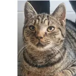 Kot do adopcji, Wrocław, 25 lipca 2025