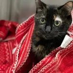 Kot do adopcji, Szczecin, 20 listopada 2025