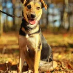 Pies do adopcji, Dłużyna Górna, 21 listopada 2025