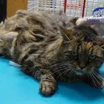 Kot do adopcji, Szczecin, 20 listopada 2025