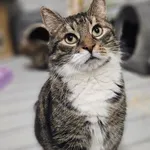 Kot do adopcji, Szczecin, 20 listopada 2025