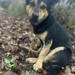 Pies do adopcji, Zgierz, 22 listopada 2025