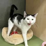 Znaleziono kota, Chojnice, 19 listopada 2025