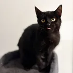 6 miesięczny kociak Gizmo szuka domu 