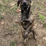 Pies do adopcji, Bydgoszcz, 21 listopada 2025