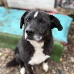 Oddam psa, Warszawa, 22 listopada 2025