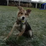 Znaleziono psa, Szczecin, 22 listopada 2025