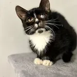 Kalinka - delikatna, półroczna koteczka szuka domu!