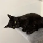 Kusy - najsmutniejsze kocię w schronisku! 