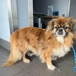 Znaleziono psa, Bydgoszcz, 15 listopada 2025