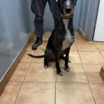 Znaleziono psa, Sosnowiec, 16 listopada 2025