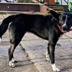 Znaleziono psa, Pieckowo, 18 listopada 2025