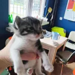 Znaleziono kota, Sosnowiec, 10 października 2025