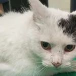 Znaleziono kota, Bydgoszcz, 12 listopada 2025