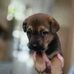 SZCZENIAKI (5) ZNALEZIONE 18.11.2025