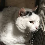 Kocurek poz. 25/879/K