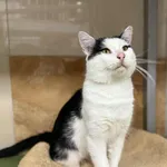 Znaleziono kota, Chojnice, 19 listopada 2025