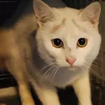 Znaleziono kota, Lublin, 22 listopada 2025