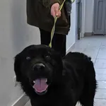 Znaleziono psa, Lublin, 23 listopada 2025