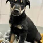 Pies do adopcji, Piła, 22 października 2025