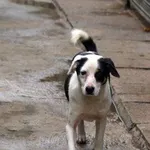 Pies do adopcji, Pabianice, 23 października 2025