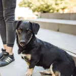 9 miesięczna Pępula, łągodna i kochana sunia! 