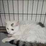 Znaleziono kota, Grudziądz, 22 listopada 2025