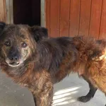 Pies do adopcji, Henrykowo, 25 lipca 2025