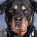 Pies do adopcji, Gdańsk, 21 listopada 2025