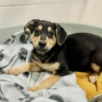 Pies do adopcji, Piła, 22 października 2025