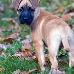 Pies do adopcji, Sopot, 22 listopada 2025