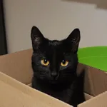 Zaginął kot, Nowy Adamów, 23 listopada 2025