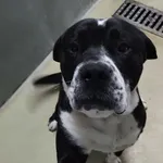 Znaleziono psa, Lublin, 21 listopada 2025