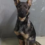 Znaleziono psa, Lublin, 23 listopada 2025