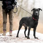 Pies do adopcji, Sosnowiec, 22 listopada 2025