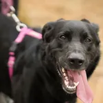 Pies do adopcji, Sosnowiec, 22 listopada 2025