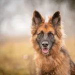 Oddam psa, Warszawa, 24 listopada 2025